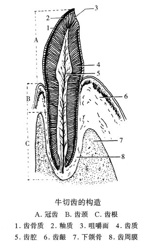 牛切齿的构造