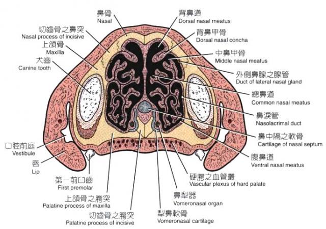 犬鼻腔横断面