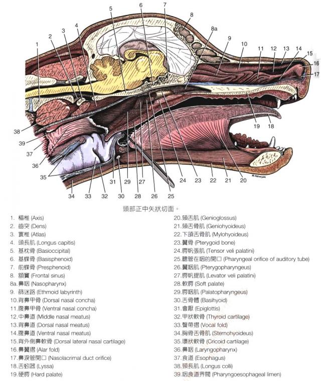 犬头部正中矢状面