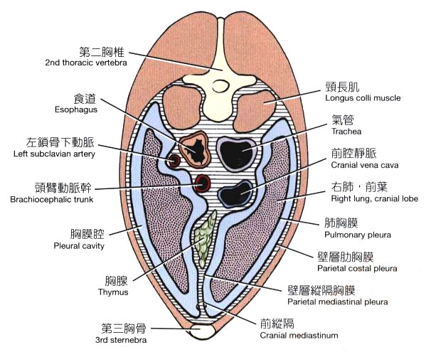 犬胸腔横切面模式图（通过前纵隔，后侧观）