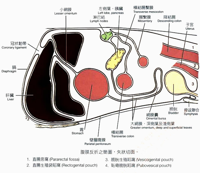 犬腹膜与腹膜腔模式图