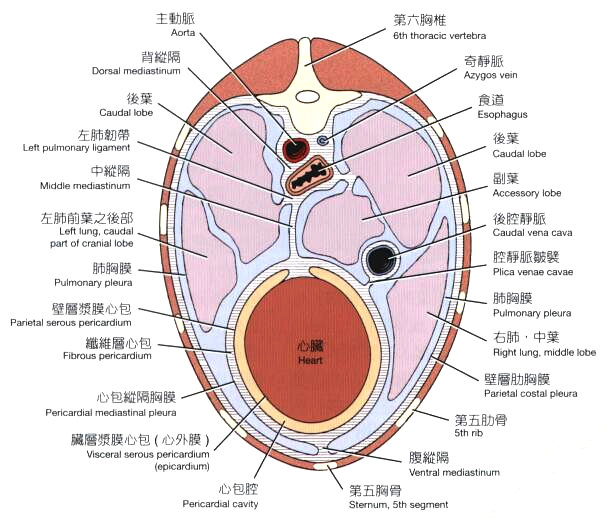 犬胸腔横切面模式图（通过心脏，后侧观）