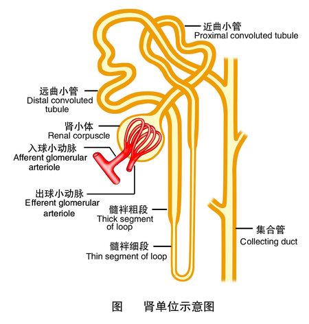 肾单位示意图