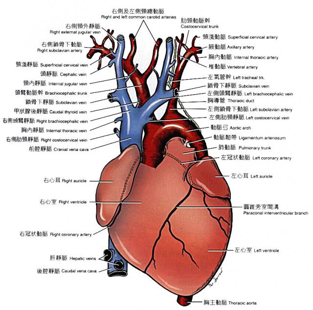 犬心脏及其相连的大血管