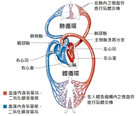 血液循环模式图（人）