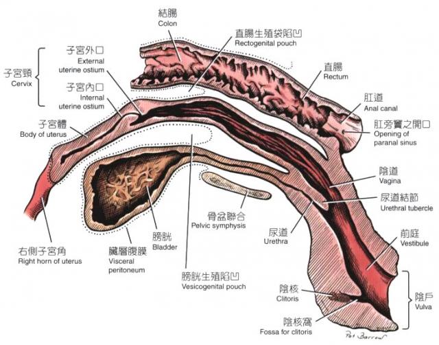母犬骨盆部脏器（正中切面，左外侧观）