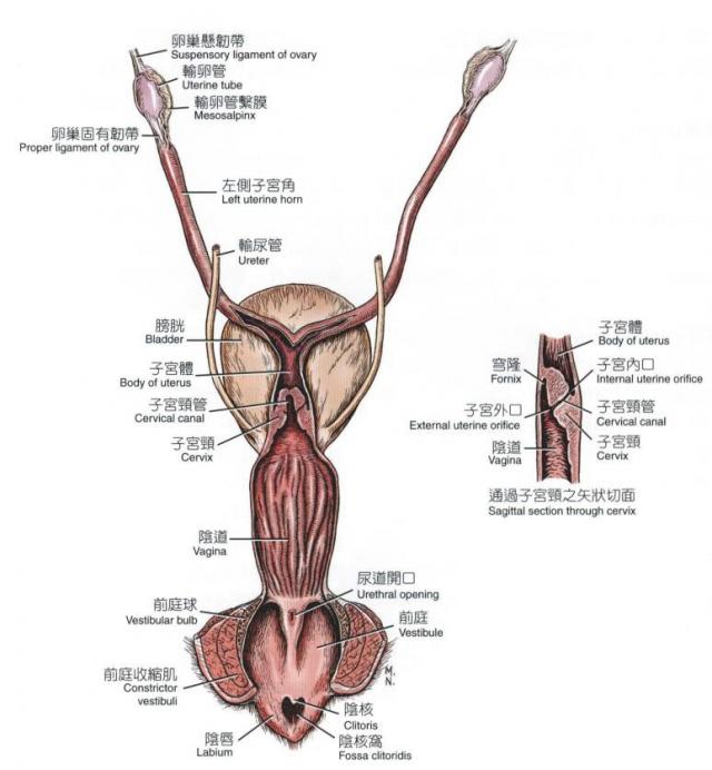 母犬生殖器官（从正中线切开，背侧观）
