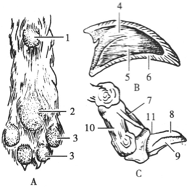 犬的指、枕和爪