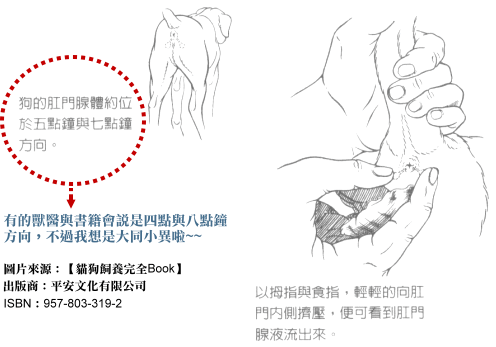 犬肛门囊腺的位置