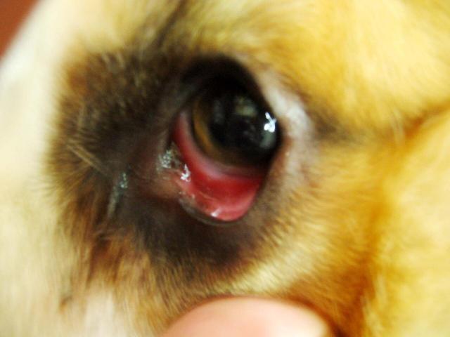 牛结膜炎眼睛图片图片
