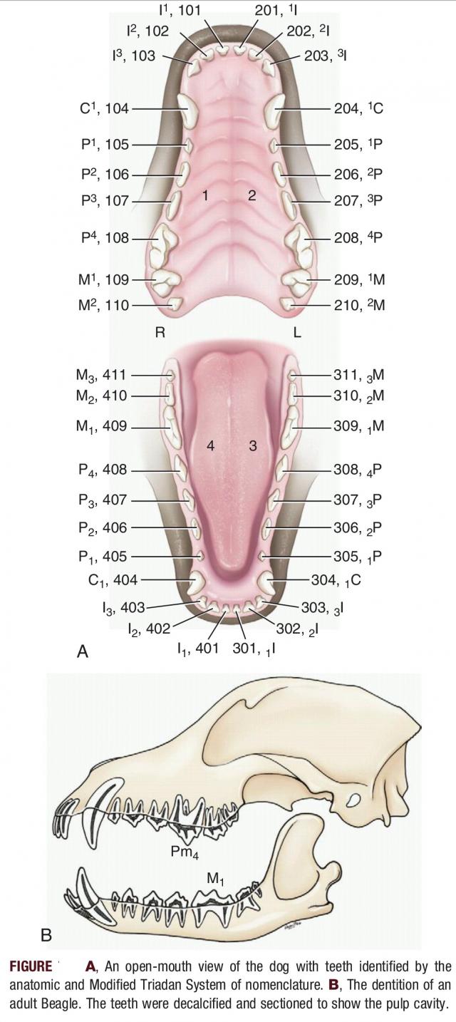 犬的口腔彩色解剖图（齿）