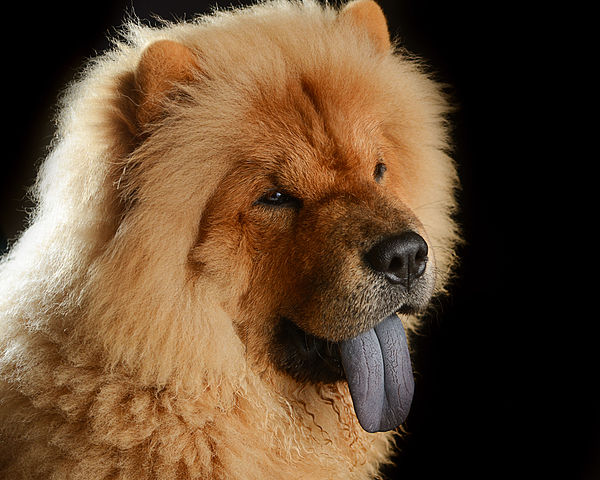 松狮犬的舌头