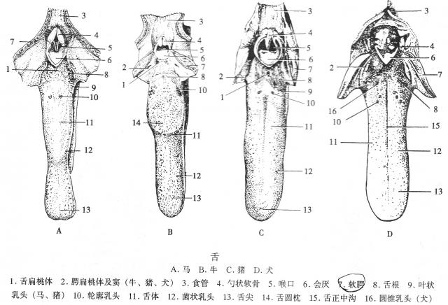 舌的形态