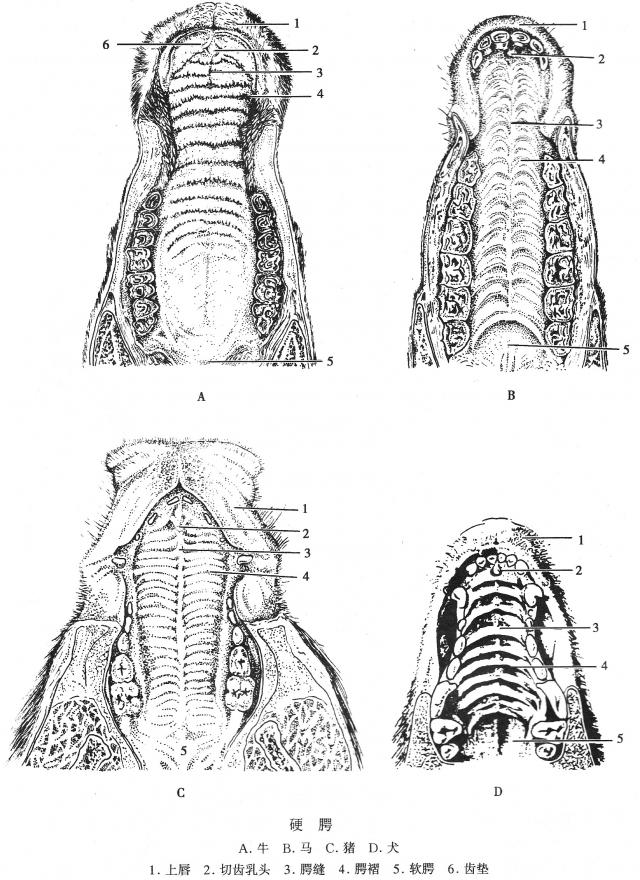硬腭的形态