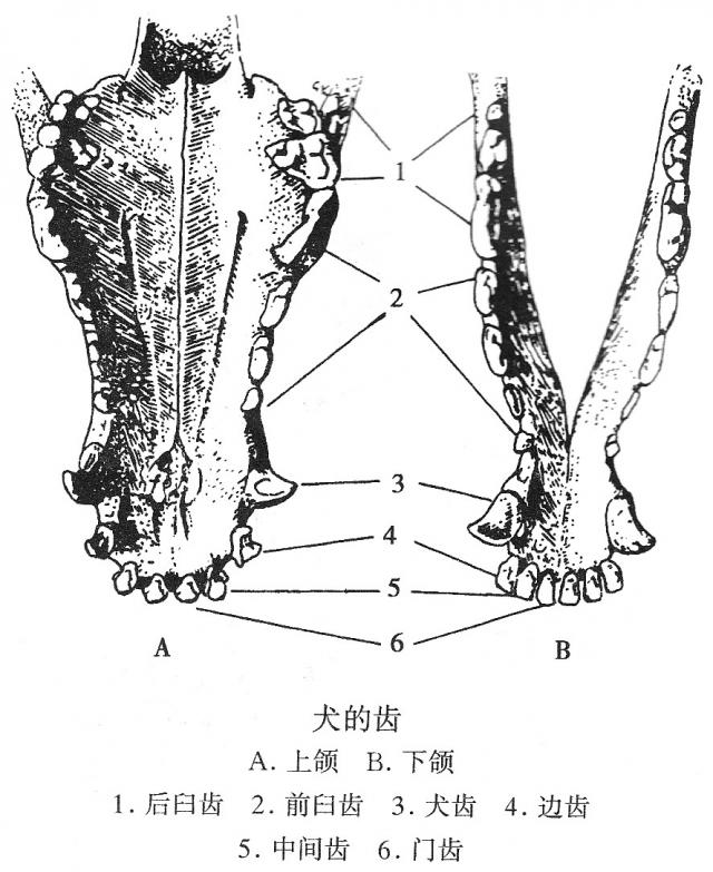 犬的齿