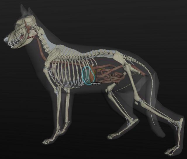 犬正常胃的体表投影位置（左侧）
