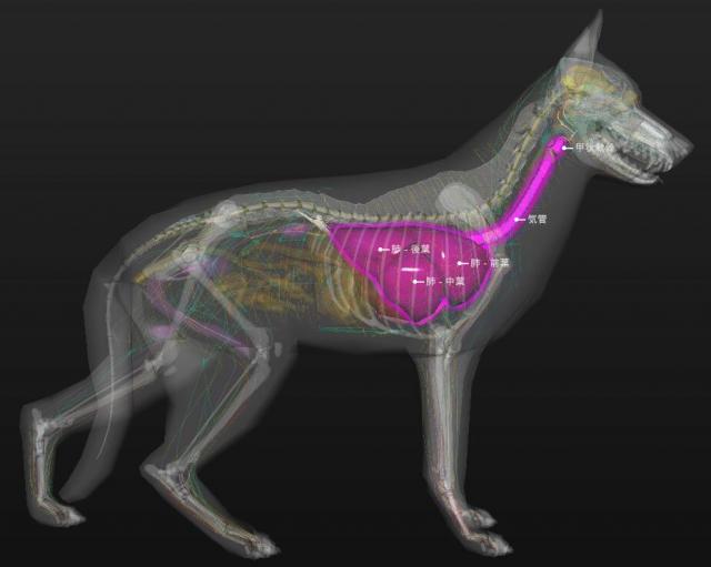 犬呼吸器官（喉、气管和肺）的体表投影位置（右侧）