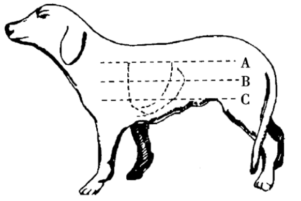 犬胸肺部叩诊区的界定示意图