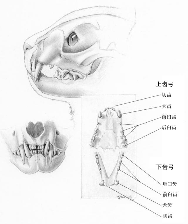 猫的牙齿