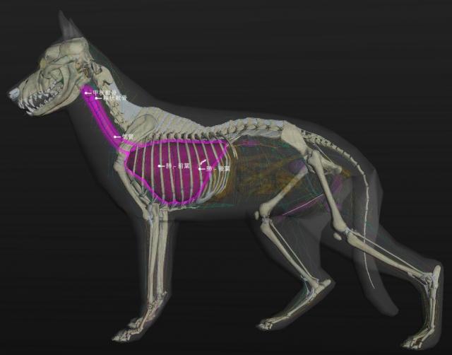 犬呼吸器官（喉、气管、肺）体表投影位置（左侧）