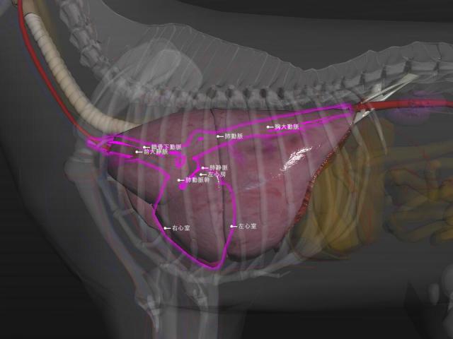 犬心脏、肺的体表投影位置关系（左侧观）