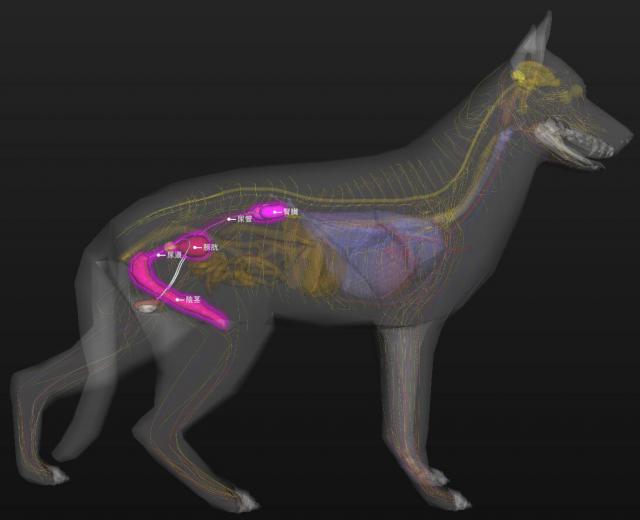 公犬泌尿器官体表投影位置（右侧观）