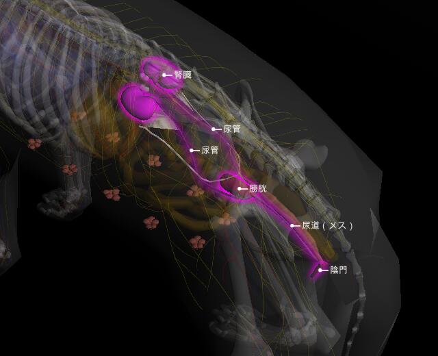 母犬泌尿器官体表投影位置（左后侧观）