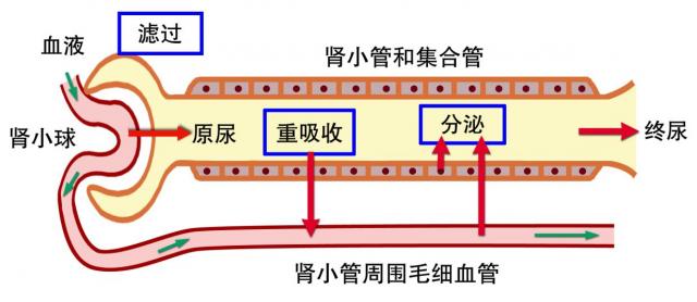 尿生成的基本过程示意图