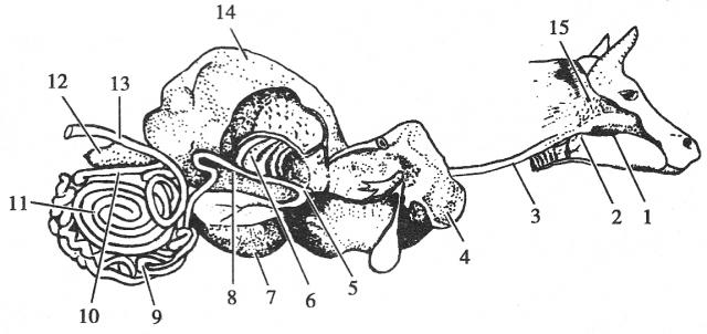 牛消化系统模式图