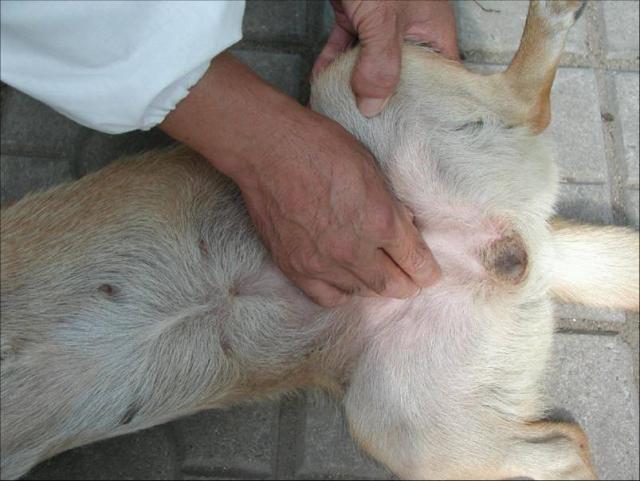 犬膀胱触诊检查
