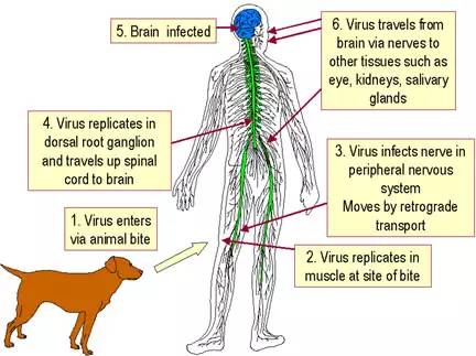 狂犬病毒侵入路径