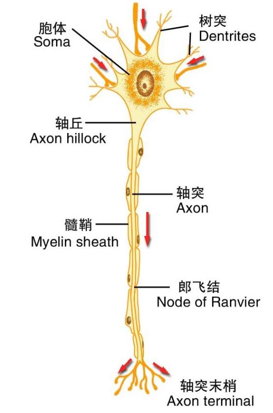 神经元结构示意图