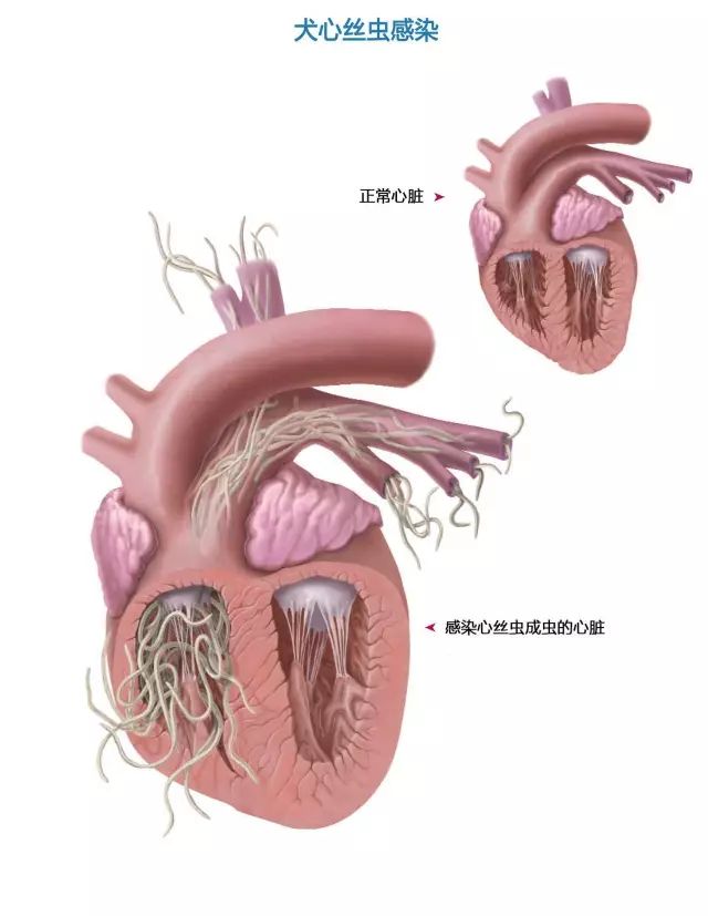 感染了心丝虫成虫的心脏