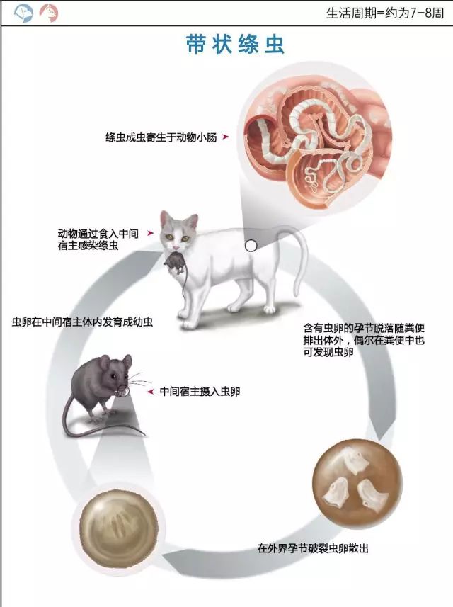 猫带状绦虫生活史