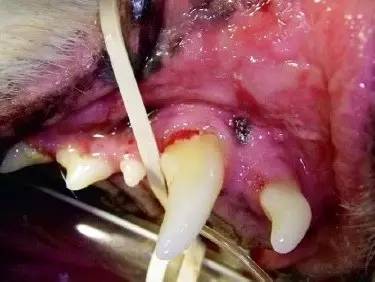 犬慢性溃疡性牙周炎