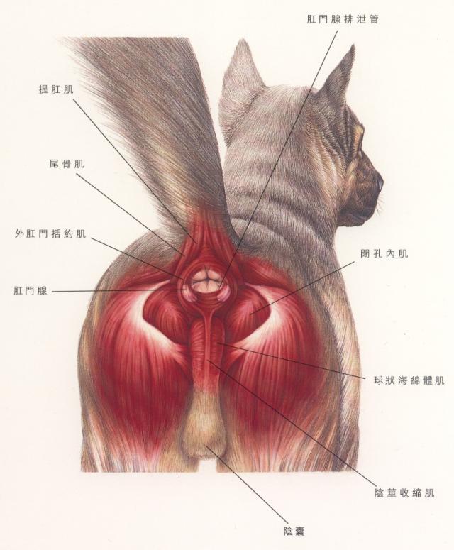 犬肛门囊腺局部解剖图（彩色）