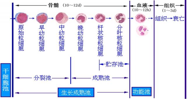 嗜中性粒细胞的发育阶段