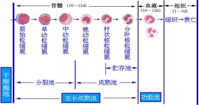 细胞的生命历程简图图片