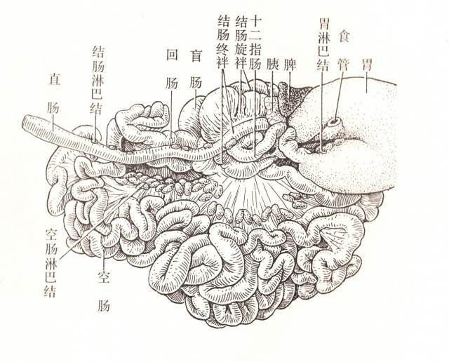 猪肠模式图（右侧）