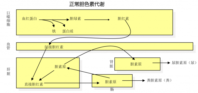 胆红素的代谢过程图图片