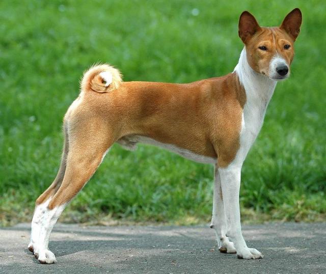 Basenji（巴仙吉犬）