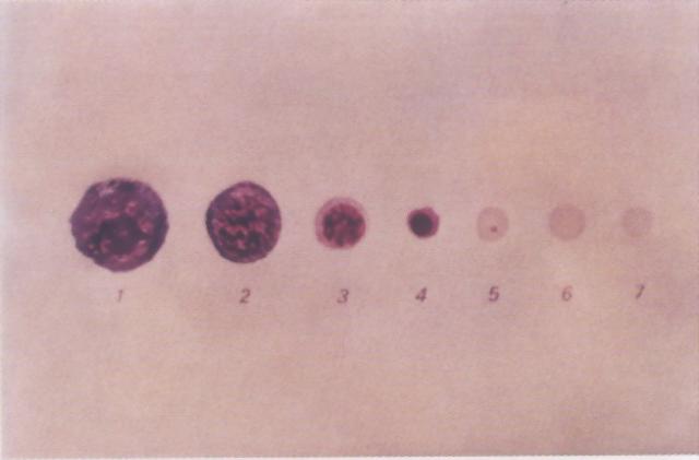 红细胞分化过程的各个阶段