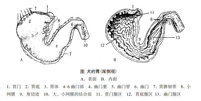 犬的胃（尾侧观）