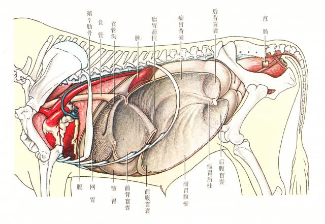牛内脏（左侧）