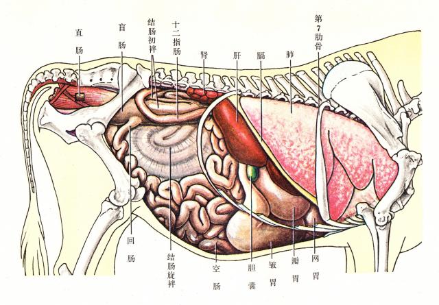 牛内脏（右侧）