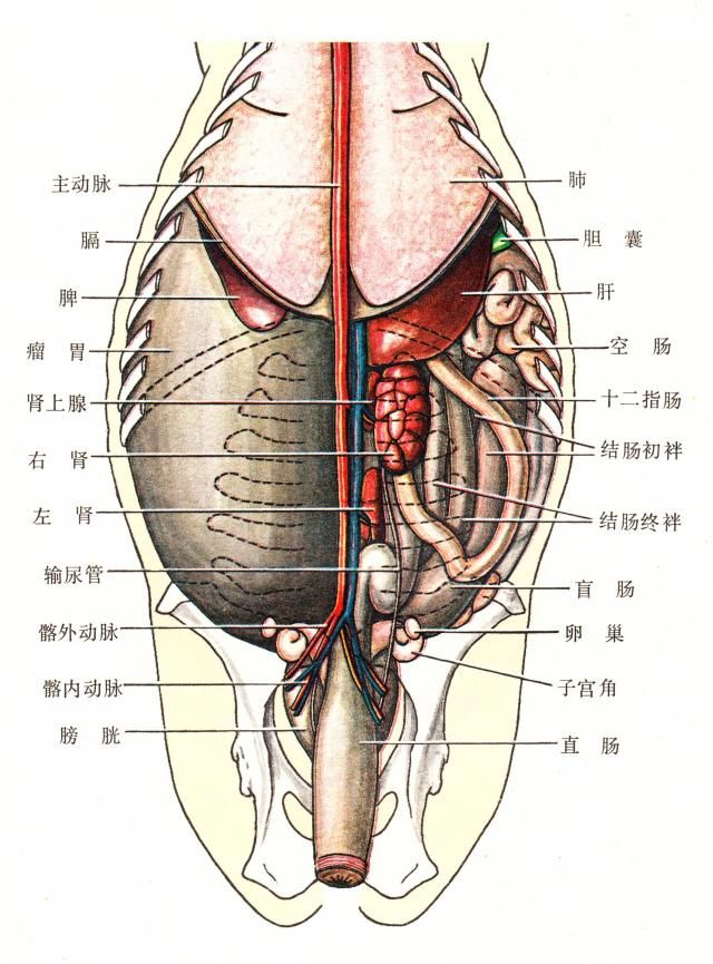 牛解剖图 全身内脏图片