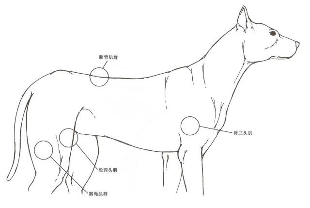 犬适宜肌肉注射的肌群位置图