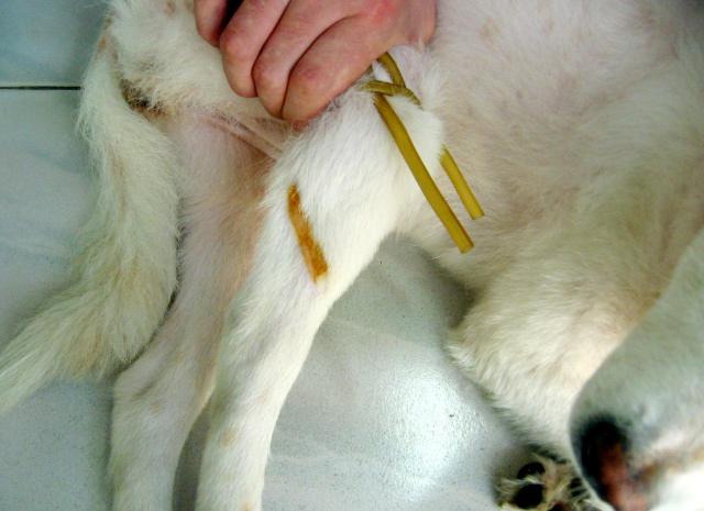 静脉注射部位：犬后肢外侧隐静脉