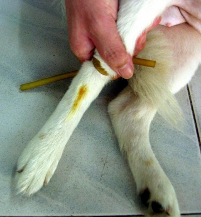 静脉注射部位：犬后肢跖背侧静脉