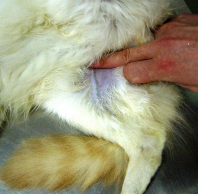 静脉注射部位：猫后肢股内侧隐静脉